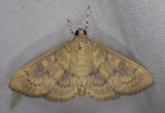 Psara obscuralis