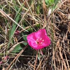 Oenothera deserticola