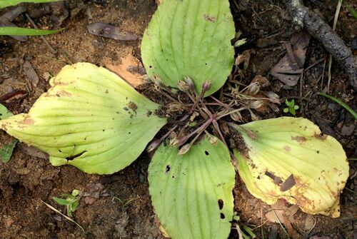 Craterostigma pumilum image