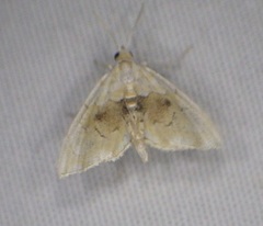 Lipocosma sicalis