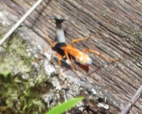 Monodontonyx parvulus