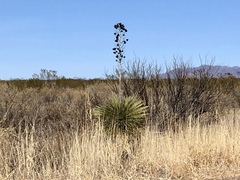 Yucca elata