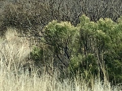 Baccharis sarothroides