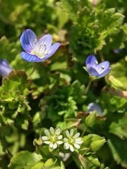 Veronica persica