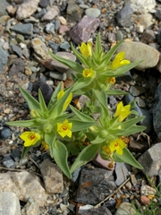 Mohavea breviflora