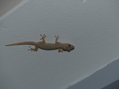 Hemidactylus frenatus