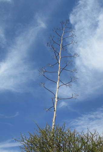 Agave sisalana image