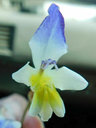 Sparaxis villosa