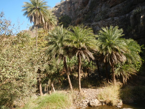 Phoenix sylvestris