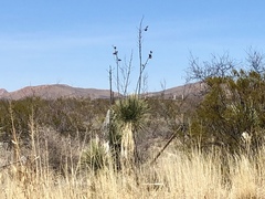 Yucca elata