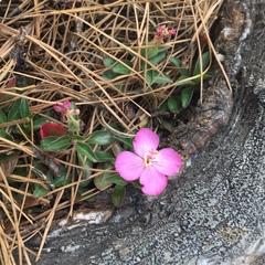 Oenothera deserticola
