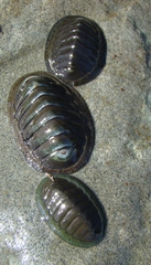 Chiton glaucus