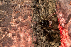 Lepidogryllus parvulus