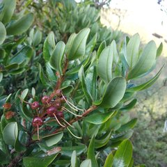 Bejaria