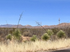 Yucca elata