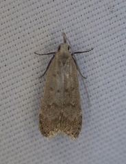 Dichomeris punctidiscellus