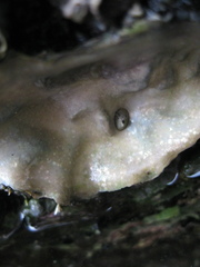 Notoacmea parviconoidea