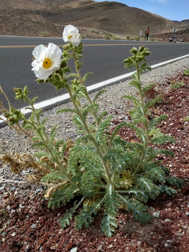 Mojave pricklypoppy (Argemone corymbosa)