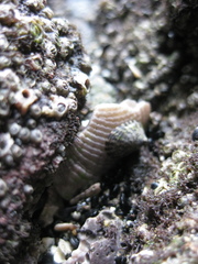 Notoacmea parviconoidea