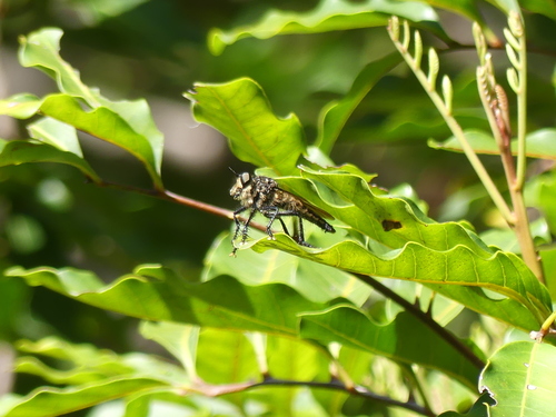 Giant Robber Flies