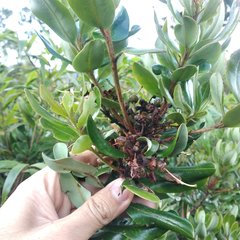 Bejaria