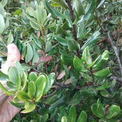 Bejaria