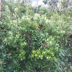 Bejaria