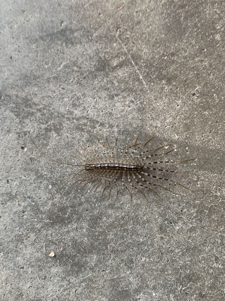 House Centipede in August 2023 by forsyth_nc. ecoEXPLORE Username ...