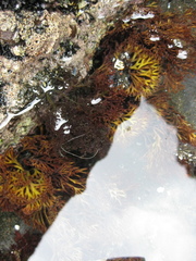 Melanthalia abscissa