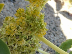 Oxystylis lutea