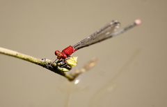 Pseudagrion pilidorsum declaratum