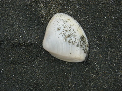 Mactrinae