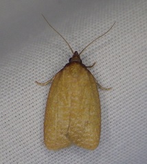 Sparganothis distincta