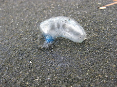 Physalia