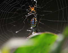 Argiope catenulata