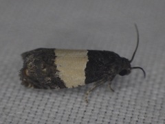 Epiblema tripartitana