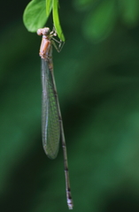 Pseudagrion pilidorsum declaratum