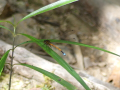 Eoargiolestes ochraceus