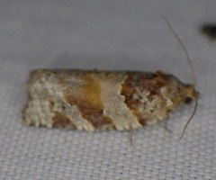 Argyrotaenia kimballi