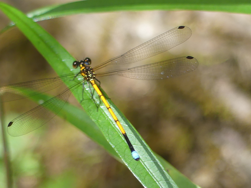 Eoargiolestes ochraceus