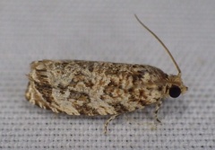 Phaecasiophora niveiguttana