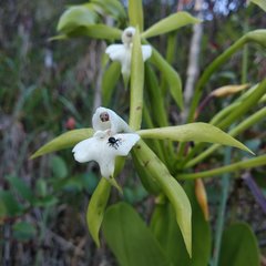 Epidendrum lacustre