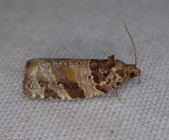 Argyrotaenia kimballi