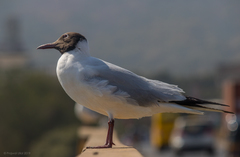 Brown-Headed Gull photo 2