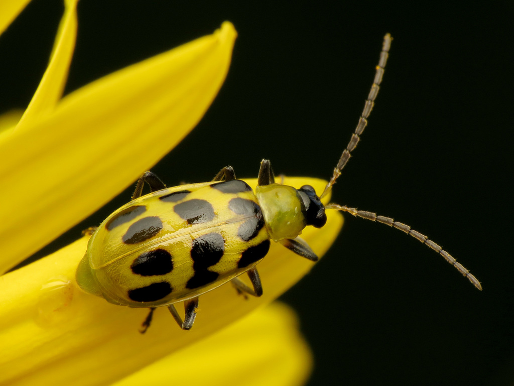 Spotted Cucumber Beetle (Insects of Lake Arrowhead State Park, TX ...