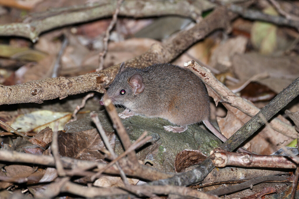 Buff-footed Antechinus