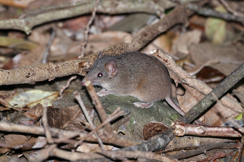 Buff-footed Antechinus