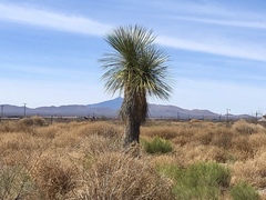 Yucca elata