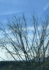 Parkinsonia aculeata