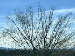 Parkinsonia aculeata